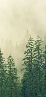 Misty forest with tall trees and fog for mobile wallpaper.