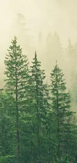 Misty forest landscape with pine trees in lush green tones.