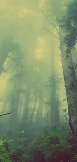 Misty forest with tall trees and lush greenery in calming tones.