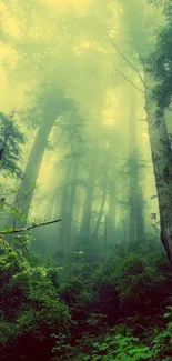 Misty forest wallpaper with tall trees.