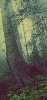 Misty forest landscape mobile wallpaper with serene green tones.