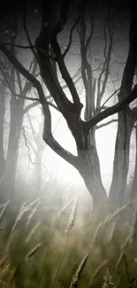 Misty forest with trees and fog, creating a serene and ethereal background.