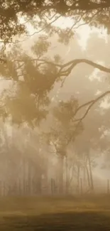 Misty forest scene with light rays through trees, perfect mobile wallpaper.