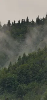 Misty forest with lush green trees and fog