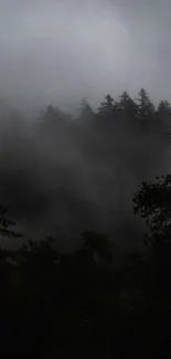 Misty forest with fog-covered trees creating a serene landscape.