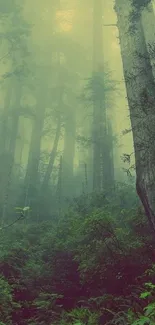 Misty forest wallpaper with tall trees and lush greenery.