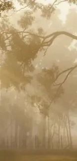 Misty forest with sunlight filtering through trees, creating a serene atmosphere.