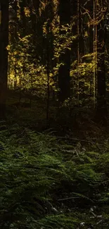 Misty forest with sunlight through trees and lush green foliage.