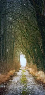 Misty forest path with towering trees forming a tunnel.