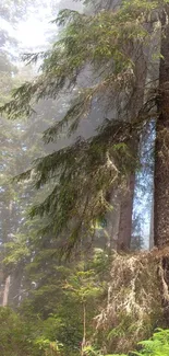 Misty forest path with lush green foliage and towering trees.