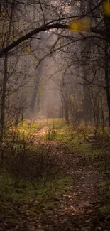 Misty forest path with tranquil atmosphere and lush greenery.