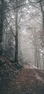 Misty forest path with towering trees on a foggy day.