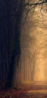 Misty forest path surrounded by towering trees.