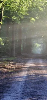 Misty forest path with sunlight streaming through lush green trees.