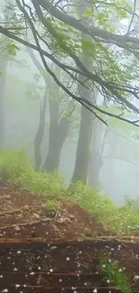 Misty forest path with lush greenery and soft diffused light.