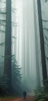 Misty forest path with towering trees and a solitary figure walking.