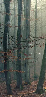 Misty forest path with tall trees and fallen leaves.