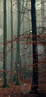 A misty forest path leading through tall, slender trees with an autumn ground covering.