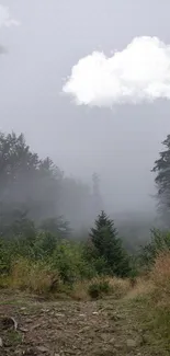 Misty forest path with foggy trees and lush greenery.