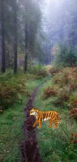 Misty forest path with a tiger in lush greenery.