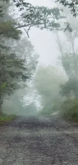 Misty forest pathway with lush green foliage and serene atmosphere.