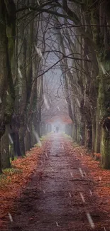 Misty forest pathway with tall trees and fallen autumn leaves.