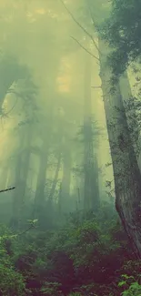 Misty forest wallpaper with tall trees and lush green foliage.