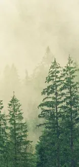 Misty forest with lush green trees and fog.