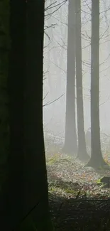 Misty forest with tall trees and fog.