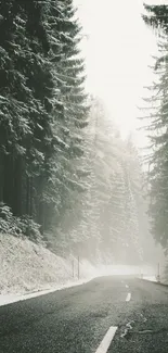 Misty road through a snow-covered forest.