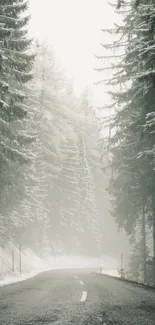 Misty road surrounded by frosty evergreen trees in a forest.