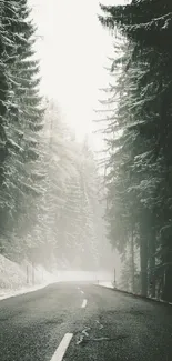 Misty forest road with towering trees and a serene pathway.