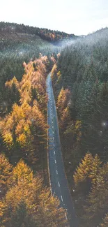 Misty forest road surrounded by autumn trees.