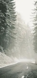 Misty road through snow-coated forest with tall pine trees.