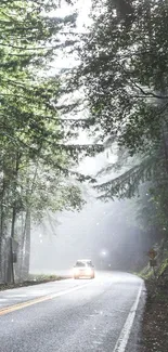 A misty forest road surrounded by lush green trees under a calm atmosphere.