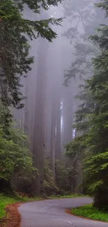 A misty forest road surrounded by lush greenery.