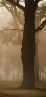 Misty forest silhouette of tall trees at dawn.