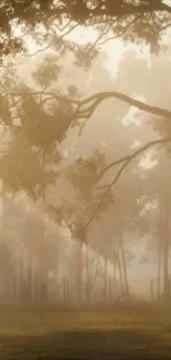 Misty forest wallpaper with sunrise filtering through trees.