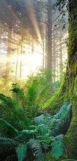 Sunlit misty forest with green ferns and moss-covered tree.