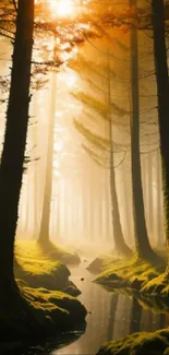 Misty forest at sunrise with sunlight filtering through trees and a stream.