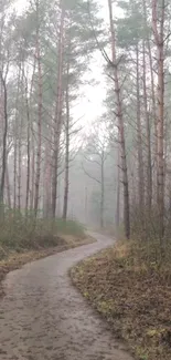 A misty forest trail with tall trees and a winding path.