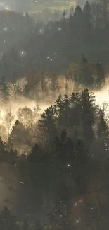 Misty forest with trees shrouded in morning fog creating a serene landscape.