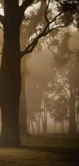 Misty forest scene with tall trees and soft fog lighting.