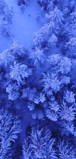 Aerial view of snowy blue forest in winter.