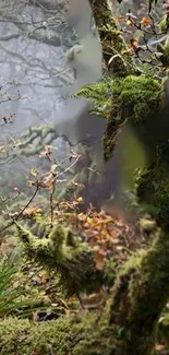 Misty forest with moss-covered branches and green foliage.