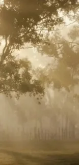 Misty morning forest with golden light filtering through trees.