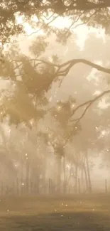 Misty forest wallpaper with golden light filtering through trees.