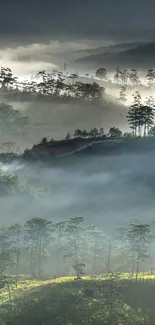 Misty mountain landscape with lush forest and rolling fog in serene natural setting.