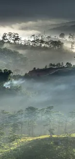 Misty mountain landscape with mist and sunrise.