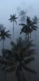 Misty palm trees in a serene, foggy landscape for mobile wallpaper.